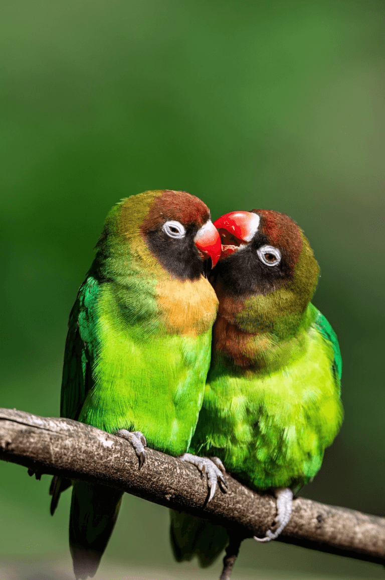 Naweeën van Valentijnsdag